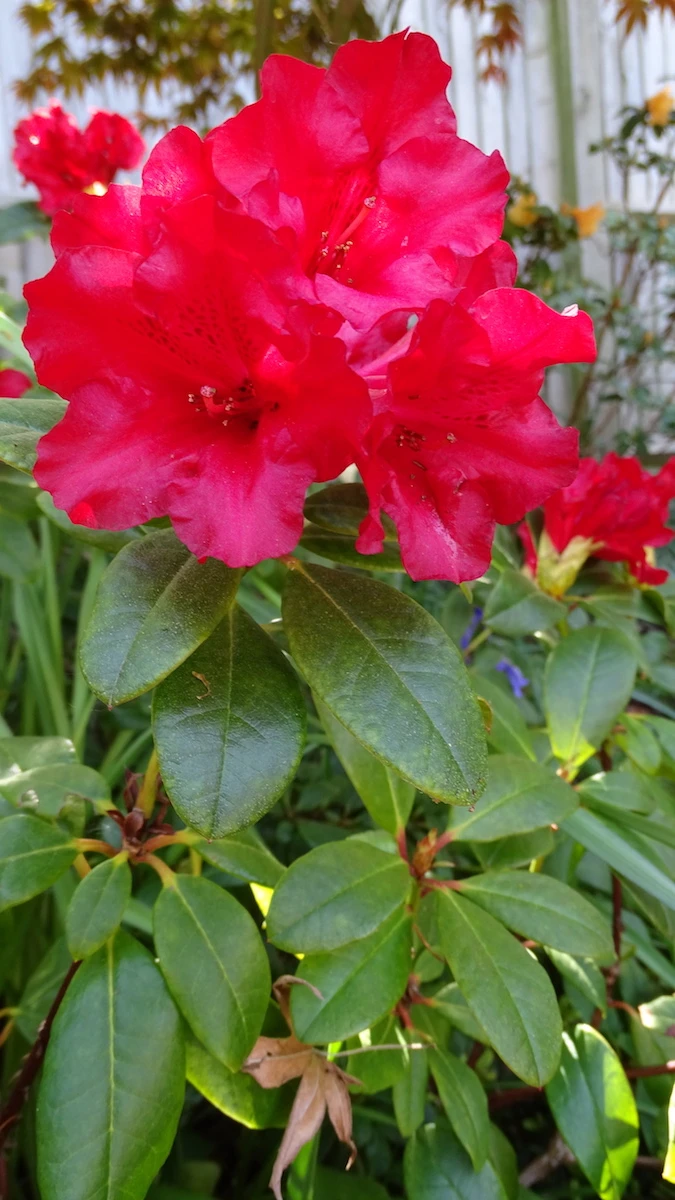 Scarlet Wonder
